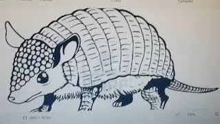 Atividade sobre os animais  brasileiros