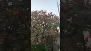 Kaki fruit 🍎 Japan 🇯🇵