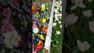 The Dark Secret of Tulips