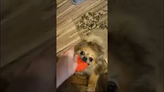 Акула 😹😹 #собака #pomeranian #reaction