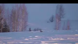 Лисы подходят в плотную, охота на лису во время гона.