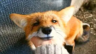 Foxie Fox Playing