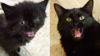 MEOW MIX! Kittens & Cats Meowing Compilation