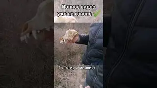 а вы какие черепа видели? #рекомендации #природа #дагестан #животные #черепа