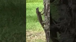 Somebody's Watching Me Rockwell Texas Lizard