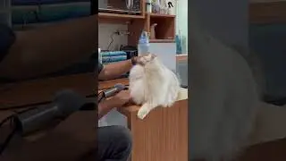 RIBET KALO BULU SURAI LEON BASAH 