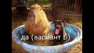 ТЕСТ НА КАПИБАРУ  ТЫ КАПИБАРА ! викторина на знание капибар