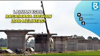 Laluan ECRL: Bagaimana haiwan liar melintas?