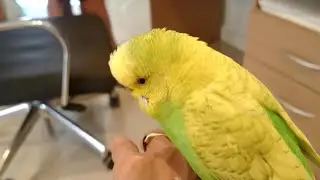 SWEET LITTLE BOY | PEDRO the Budgie