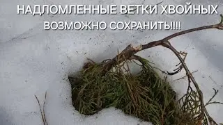 КАК СОХРАНИТЬ НАДЛОМЛЕННЫЕ ВЕТКИ ХВОЙНЫХ ПОСЛЕ ЗИМЫ!!!