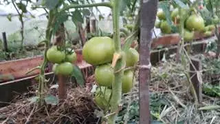 Томаты агрофирмы ,,Партнер,, которые меня порадовали!!!