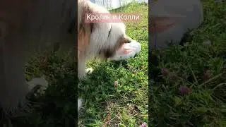 Колли с кроликом🩷