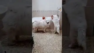 Самоедские лайки