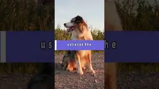 Top 3 Highest Energy Dog Breeds 