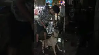 Help The Strays as Much as Possible #dogs #dogcare #dogcaretips #dailyvlog #indiandog