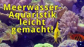 Meerwasser - Aquaristik leicht gemacht! Teil 1