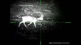 Pard DS 35 - 50R  - roe deer