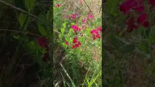 Дикая природа полевые цветы
