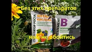Не упустите ВРЕМЯ! Уже пора обработать этим препаратом Томаты, Перцы, Баклажаны!