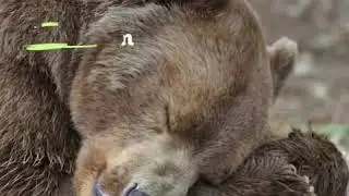 Последний цирковой медведь из Сербии
