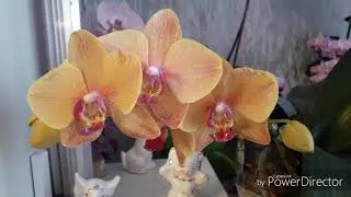 Орхидеи.Цветение февраля '19😉