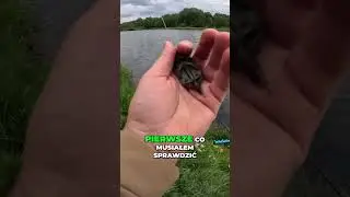 Czy RYBY zjedzą Tic Tac?