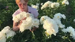 Gardenia peony. Gardenia peony. Pulkovo garden