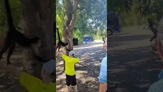 #shorts