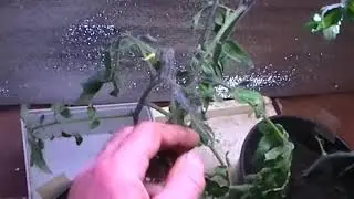 ТИГРЕТТА ЧЕ И МОЕ НОВОСЕЛЬЕ