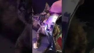 Weasley Kittens Update 21
