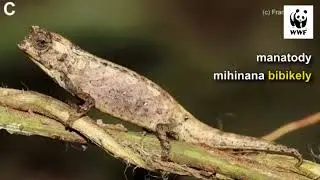 andro iraisam-pirenena ho an’ny tanalahy: Brookesia nana