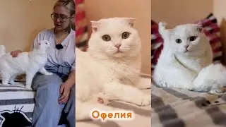 Офелия