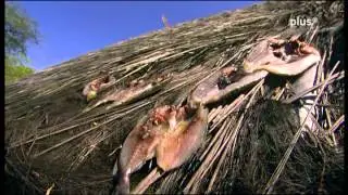 Komodo - Among dragons.avi