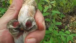 Чечётки.  Ловля певчих птиц с продолжением.