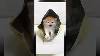 КОТЯТКИ 