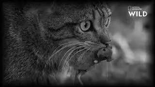 Catherine - Wild