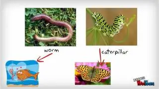 Insects video vocabulary (English)