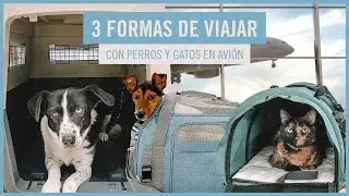 Estas son las 3 formas para viajar en avión con tu perro o gato ✈️🐶🐱