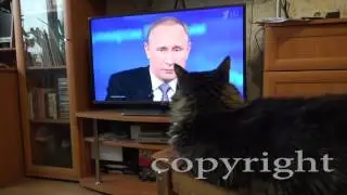 Путин и кот.