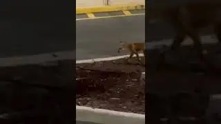 Fox spotted in the Publix parking lot in Gainesville