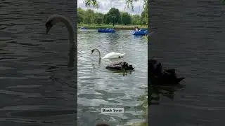 Swan Lake #blackswan #goose #hydepark