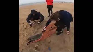 Crazy Seal rescue! Thank you to the gentlemen in this video 💕 🦭  Credit : IG @namib_naude ⁠⁣🙏🏻