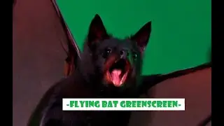 Realistic Flying Bat Green Screen Video Effects