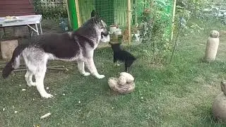 Сорбонна і Хенк