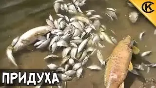 Замор (придуха) на Лоевском водохранилище