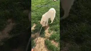 Just to verify #youtube #samoyed #samoyedpuppy #youtubeshorts #viral #puppy #samoyedclub #yt #shorts