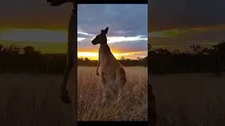 Australian Kangaroos 