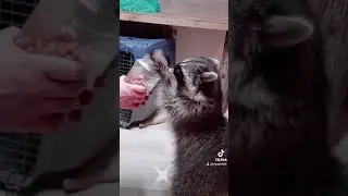 приколы с енотами. енот Витя открывает баночку 