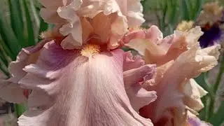 ИРИСЫ Glamazon, Insaniac, Нубийская коза поразили своей красотой🌺#ирисы#многолетники#цветы