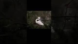 #Egret #birds #nature #shorts #youtubeshorts #trending #viralvideo #shortsfeed